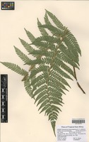 Filed as Polystichum transvaalense N. C. Anthony [family DRYOPTERIDACEAE]
