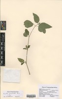Filed as Ruellia prostrata Poir. [family ACANTHACEAE]