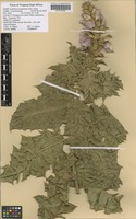 Filed as Acanthus polystachyus Delile variety polystachyus [family ACANTHACEAE]