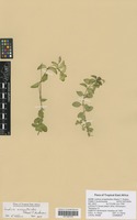 Filed as Justicia anagalloides (Nees) T. Anderson [family ACANTHACEAE]