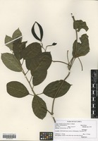 Filed as Mondia whitei (Hook. f.) Skeels [family ASCLEPIADACEAE]