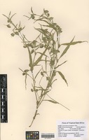 Filed as Commelina forskaolii Vahl [family COMMELINACEAE]