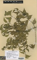 Filed as Strychnos usambarensis Gilg [family LOGANIACEAE]