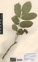 Filed as Trichilia emetica Vahl [family MELIACEAE]