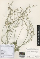 Filed as Launaea nudicaulis (L.) Hook. f. [family ASTERACEAE]