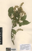 Filed as Phytolacca dioica L. [family PHYTOLACCACEAE]