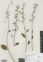 Filed as Talinum portulacifolium (Forssk.) Asch. ex Schweinf. [family PORTULACACEAE]