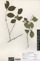 Filed as Canthium oligocarpum Hiern subspecies captum (Bullock) Bridson [family RUBIACEAE]