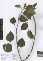Filed as Pouzolzia parasitica (Forssk.) Schweinf. [family URTICACEAE]