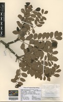 Filed as Sclerocarya birrea (A. Rich.) Hochst. [family ANACARDIACEAE]