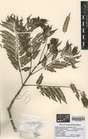 Filed as Jacaranda mimosifolia D. Don [family BIGNONIACEAE]
