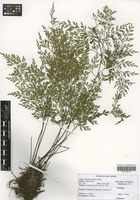 Filed as Asplenium linckii Kuhn [family ASPLENIACEAE]
