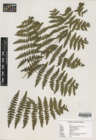 Filed as Blotiella glabra (Bory) R. M. Tryon [family DENNSTAEDTIACEAE]