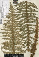 Filed as Polystichum transvaalense N. C. Anthony [family DRYOPTERIDACEAE]