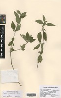 Filed as Ruellia prostrata Poir. [family ACANTHACEAE]