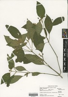 Filed as Justicia asystasioides (Lindau) M. E. Steiner [family ACANTHACEAE]