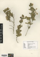 Filed as Dyschoriste hildebrandtii (S. Moore) Lindau [family ACANTHACEAE]