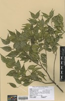 Filed as Strychnos usambarensis Gilg [family LOGANIACEAE]