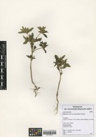 Filed as Flaveria trinervia (Spreng.) C. Mohr [family ASTERACEAE]