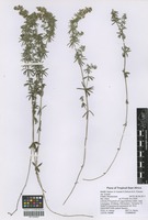 Filed as Galium bussei K. Schum. & K. Krause variety bussei [family RUBIACEAE]