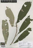 Filed as Chrysophyllum gorungosanum Engl. [family SAPOTACEAE]