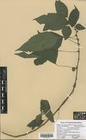 Filed as Pouzolzia parasitica (Forssk.) Schweinf. [family URTICACEAE]