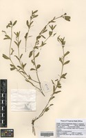Filed as Justicia anagalloides (Nees) T. Anderson [family ACANTHACEAE]