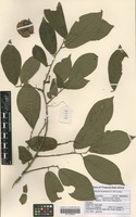 Filed as Diospyros loureiriana G. Don subspecies loureiriana [family EBENACEAE]