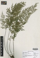 Filed as Asplenium linckii Kuhn [family ASPLENIACEAE]