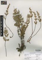 Filed as Cheilanthes inaequalis (Kunze) Mett. [family ADIANTACEAE]