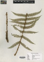 Filed as Polystichum transvaalense N. C. Anthony [family DRYOPTERIDACEAE]