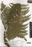 Filed as Polystichum transvaalense N. C. Anthony [family DRYOPTERIDACEAE]