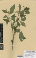 Filed as Justicia asystasioides (Lindau) M. E. Steiner [family ACANTHACEAE]