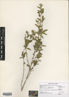 Filed as Dyschoriste hildebrandtii (S. Moore) Lindau [family ACANTHACEAE]
