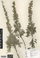 Filed as Artemisia afra Jacq. ex Willd. [family ASTERACEAE]
