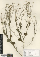 Filed as Emilia discifolia (Oliv.) C. Jeffrey [family ASTERACEAE]