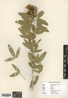 Filed as Thilachium africanum Lour. [family CAPPARACEAE]