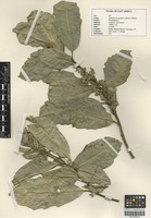 Filed as Xymalos monospora Baill. [family MONIMIACEAE]