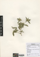Filed as Flaveria trinervia (Spreng.) C. Mohr [family ASTERACEAE]