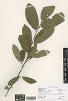 Filed as Prunus africana (Hook. f.) Kalkman [family ROSACEAE]