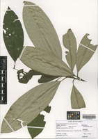 Filed as Chrysophyllum gorungosanum Engl. [family SAPOTACEAE]