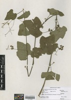 Filed as Ampelocissus africana (Lour.) Merr. [family VITACEAE]