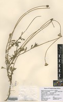 Filed as Emilia discifolia (Oliv.) C. Jeffrey [family ASTERACEAE]