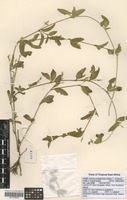 Filed as Justicia anagalloides (Nees) T. Anderson [family ACANTHACEAE]