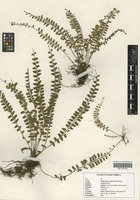 Filed as Asplenium sandersonii Hook. [family ASPLENIACEAE]