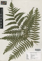 Filed as Blotiella glabra (Bory) R. M. Tryon [family DENNSTAEDTIACEAE]