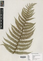 Filed as Polystichum transvaalense N. C. Anthony [family DRYOPTERIDACEAE]