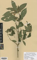 Filed as Justicia asystasioides (Lindau) M. E. Steiner [family ACANTHACEAE]