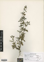 Filed as Dyschoriste hildebrandtii (S. Moore) Lindau [family ACANTHACEAE]
