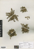 Filed as Haplosciadium abyssinicum Hochst. [family APIACEAE]
